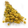 Sušená Pestrovka kulovitá - (Gomphrena globosa) - žlutá