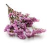 Stabilizovaná Limonka chobotnatá (Limonium sinuatum) - růžový