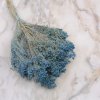 Sušený Broom Bloom - Světle modrý
