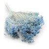 Sušený Broom Bloom - Světle modrý