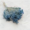 Sušený Broom Bloom - Světle modrý
