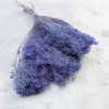 Sušený Broom Bloom - Levanduľová