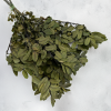 Pistacja 1