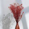 Stabilizovaný Šater prémium - (Gypsophila) - červený