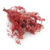 Stabilizovaný Šater prémium - (Gypsophila) - červený