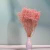Sušený Broom Bloom - Perleťovo ružová