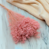 Sušený Broom Bloom - Perleťovo ružová