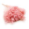 Sušený Broom Bloom - Perleťovo ružová