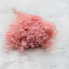 Sušený Broom Bloom - Perleťovo ružová
