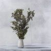 Sušený Ruskus - (Ruscus) - Prírodný