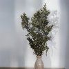 Sušený Ruskus - (Ruscus) - Prírodný