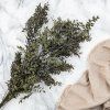 Sušený Ruskus - (Ruscus) - Prírodný