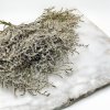 Sušená Limonka tatarská (Limonium Tataricum) - bílá