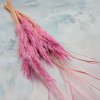 Sušená Pampová tráva MINI - Růžová 10 ks