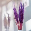 Sušená Pampová tráva MINI - Lila 10 ks