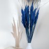 Sušená Pampová tráva MINI - Modrá 10 ks