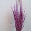 Sušená tráva Agrostis - Lila