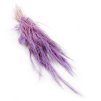 Sušená tráva Agrostis - Lila