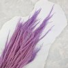 Sušená tráva Agrostis - Lila