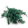 Sušený Ruskus - (Ruscus) - Zelený