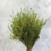 Řeřicha (Lepidium sativum) - Zelené