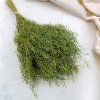 Řeřicha (Lepidium sativum) - Zelené