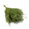 Řeřicha (Lepidium sativum) - Zelené