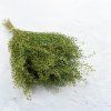 Řeřicha (Lepidium sativum) - Zelené