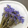 Sušená Limonka chobotnatá (Limonium sinuatum) - Modrá