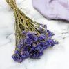 Sušená Limonka chobotnatá (Limonium sinuatum) - Modrá