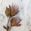 Sušená Protea (Protea cynaroides) - Přírodní 3 ks