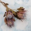 Sušená Protea (Protea cynaroides) - Přírodní 3 ks
