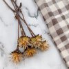 Plumosum - (Leucospermum plumosum) - krémové - 5 ks
