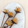 Plumosum - (Leucospermum plumosum) - krémové - 5 ks