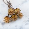 Plumosum - (Leucospermum plumosum) - krémové - 5 ks