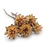 Plumosum - (Leucospermum plumosum) - krémové - 5 ks