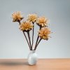 Plumosum - (Leucospermum plumosum) - krémové - 5 ks