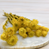 Sušená Kaaps flower - (Phaenocoma prolifera) - Žltý