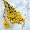 Sušená Kaaps flower - (Phaenocoma prolifera) - Žltý