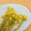 Sušená Kaaps flower - (Phaenocoma prolifera) - Žltý