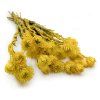 Sušená Kaaps flower - (Phaenocoma prolifera) - Žltý