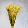 Sušená Kaaps flower - (Phaenocoma prolifera) - Žltý