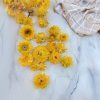 Sušené hlavičky Slaměnky (Helichrysum) - Žltá