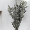 Stabilizovaný Ruskus - (Ruscus) - Matne zelený