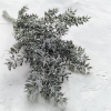 Stabilizovaný Ruskus - (Ruscus) - Matne zelený