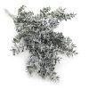 Stabilizovaný Ruskus - (Ruscus) - Matne zelený