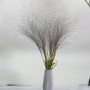 Proso prutnaté (Panicum virgatum) - Prírodné