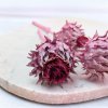 Sušený Artičok – Cynara – Frosted Erika