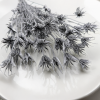 Sušená Nigella - (Nigella Orientalis) - Strieborná