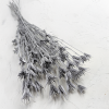Sušená Nigella - (Nigella Orientalis) - Strieborná